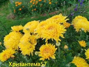 IMG_20260806_185157.thumb.jpg.90e38f25e3ac4bf470c3380d1c8763cc.jpg