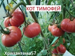 IMG_20260807_200255.thumb.jpg.213a16caea5dbf5dbacac51ecb736d52.jpg