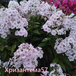 IMG_20260808_205414.thumb.jpg.91dfc61fdcd80c8c68e3ebc3ad58874f.jpg