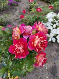 IMG_20260809_164642.jpg