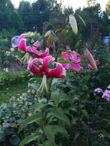 IMG_20260809_184214.thumb.jpg.ae9c7da2eb6d87cc3577172ab6223306.jpg