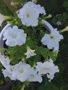 IMG_20260810_104902_257.thumb.jpg.e896bd0a4d3b89aa447c9695744fc668.jpg