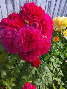 IMG_20260810_115312.thumb.jpg.d92cdd5041809e129fc54b5e770bbb52.jpg