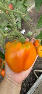 IMG_20260811_113301.thumb.jpg.b5a67f5c0bd5002fc2938e6a73b6e9ff.jpg