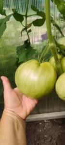 IMG_20260811_121001.thumb.jpg.cb4bd2eb602fc06ebc7a216b2762715b.jpg