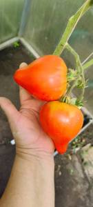 IMG_20260811_121737.thumb.jpg.f4f790fac63296a2db49fa038cdb6ff6.jpg