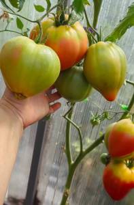 IMG_20260812_111946.thumb.jpg.b148ae1f511c77e2f875c077d16cf3df.jpg