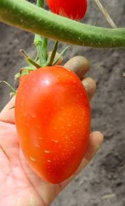 IMG_20260812_112641.thumb.jpg.cb2998e68dd89e39cd77a9bba384cf5e.jpg
