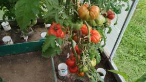 IMG_20260813_124253_1.thumb.jpg.7b076e387cbcf71a97513bbbb0b7b5da.jpg