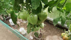 IMG_20260813_130111.thumb.jpg.9ebabca3b95b3991dcc4168662898a6f.jpg