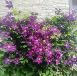 IMG_20260813_195949.jpg