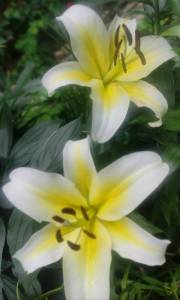 IMG_20260813_200410.jpg