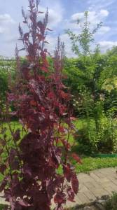 IMG_20260813_202215.jpg