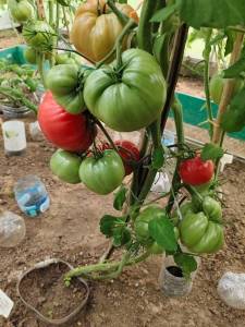 Gigant Lary pink beefsteak tomato on the vine
