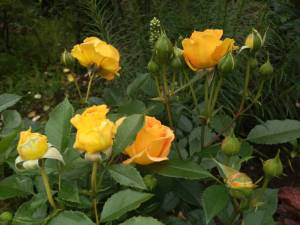 IMG_20260814_142204.thumb.jpg.f35383591d72bae7e7fd7ca7f481f284.jpg