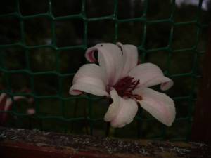 IMG_20260814_142306.thumb.jpg.954c0a0622f5b5e15089ff1d27c14bd4.jpg
