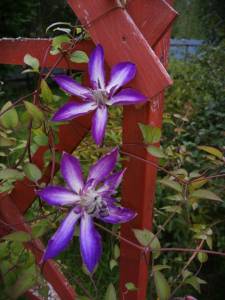 IMG_20260814_142659.thumb.jpg.5214f2cd1b0890d3f7d6d4cdf07628ac.jpg