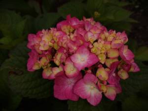 IMG_20260814_142821.thumb.jpg.6051c5b56ba4dca64a07e8567ff710db.jpg