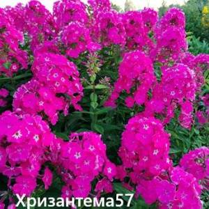IMG_20260814_194717.thumb.jpg.f9e907576a1923d54c5cd29a6ea7df60.jpg