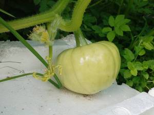 IMG_20260816_135824.thumb.jpg.c7aa0058b5df8ba272be5f6dca4294bc.jpg