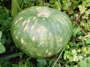 IMG_20260816_135941.thumb.jpg.262c5c7b7c2163f505f6004545c54a1e.jpg