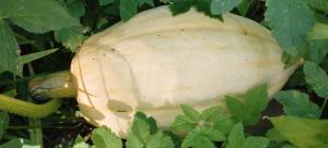 IMG_20260816_140545.thumb.jpg.a81056b08744be99c37d2c5abd70cb7f.jpg