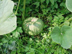 IMG_20260816_141401.thumb.jpg.e42186c3f88748d929f77f7d2b98c3a5.jpg