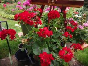 IMG_20260816_155155.thumb.jpg.ebfe8f75626acaaf718da5b7b5a16a47.jpg