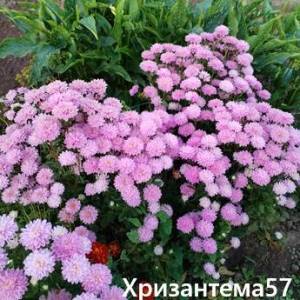 IMG_20260817_200528.thumb.jpg.da64f718eb878e00566419b5b1db10db.jpg