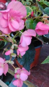 IMG_20260820_180554.jpg