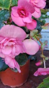 IMG_20260820_180603.jpg