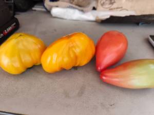IMG_20260820_191749.jpg