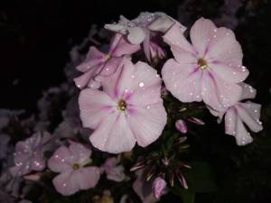IMG_20260822_184727.thumb.jpg.f2cd071b6706004dcfe7b860078f83dc.jpg