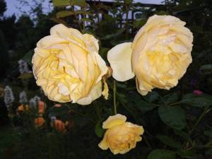 IMG_20260822_184953.thumb.jpg.ad471ddfef42aa775289fa0e298c900e.jpg