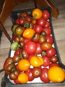 IMG_20260822_185356.thumb.jpg.793ab6cd33ebf319a18c4446d4c7bd50.jpg