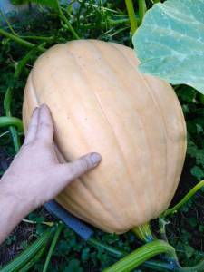 IMG_20260824_000816_150.thumb.jpg.e70bcd78b95ea2cbc09e6edeab08a1a8.jpg