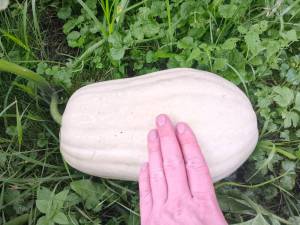 IMG_20260824_220510_162.thumb.jpg.71b500d9a7ab998e588c798c19c95801.jpg