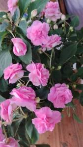 IMG_20260826_183751.jpg