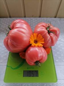 Large harvested Giant of Lara tomato