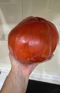 IMG_2290.thumb.jpeg.d601b5544e1d0f397218bddbdffd4711.jpeg
