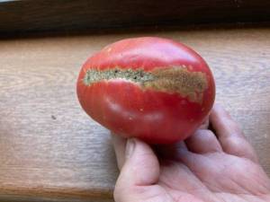 IMG_2376.thumb.jpg.664e429fd0891e95e5aba54c30530bf1.jpg