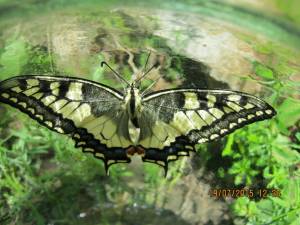 IMG_2695.thumb.jpg.6bcc0b78f55b8b4d892caa0a29196fc1.jpg