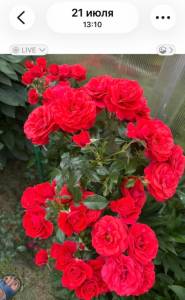 IMG_2803.jpeg