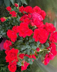 IMG_2804.jpeg
