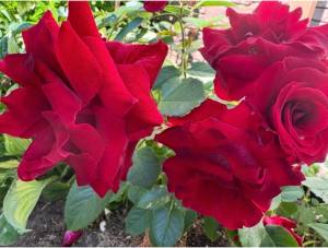 IMG_2805.jpeg