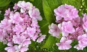 IMG_2808.jpeg