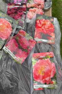 IMG_3075.jpeg