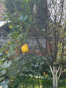 IMG_6553.jpeg