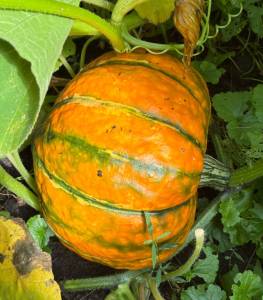 IMG_7401.thumb.jpeg.3521e56b3eec353c47bcf7cb008b1fa9.jpeg
