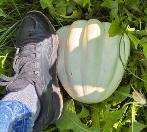 IMG_7543.thumb.jpeg.9d642d501774822eb2a6cf33f62b0718.jpeg